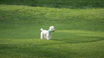 Yangji Pine 宠物公园