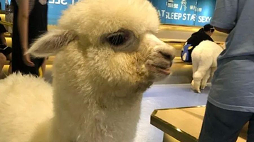 神兽羊驼主题馆