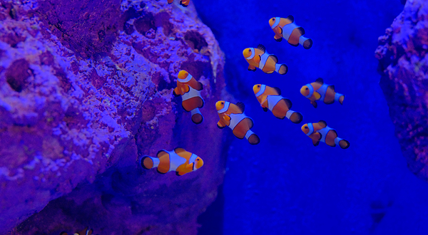 巴厘岛海洋野生动物园