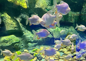 下沙奥莱冰雪海洋世界