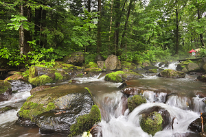 千年红豆杉景区