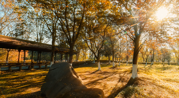 苏州中国花卉植物园