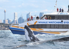 悉尼观鲸游船
