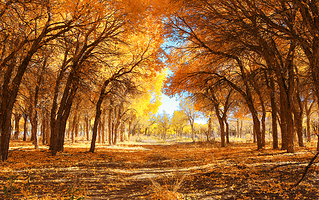 黑城弱水胡杨风景区