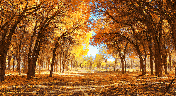 黑城弱水胡杨风景区