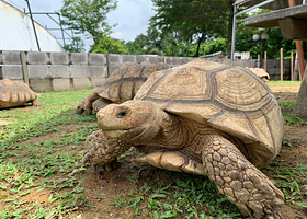 新加坡活龟博物馆