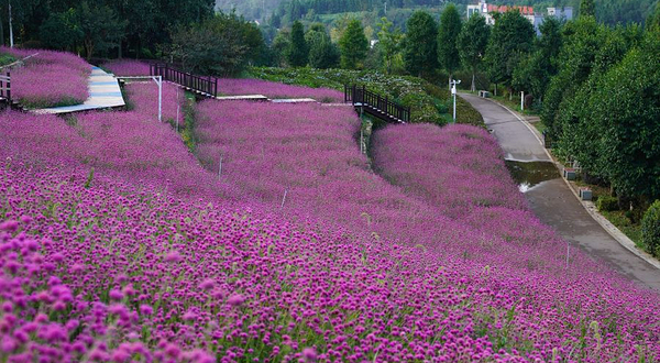 羊昌花画小镇