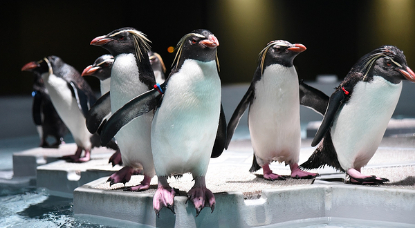 AOAO SAPPORO(北海道)