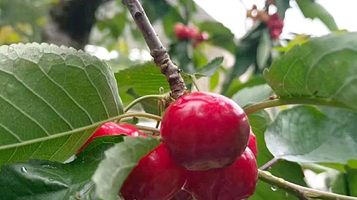 化字炉沟生态园