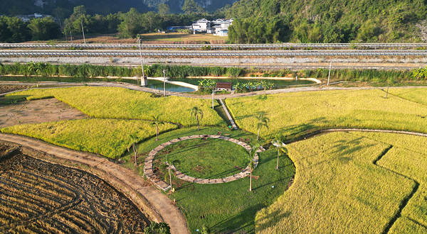 明仕那里·好年好稻