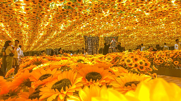 【南京】《不一样的毕加索》大师作品展