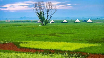 杨马稻田苍鹭湾