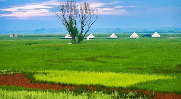 杨马稻田苍鹭湾