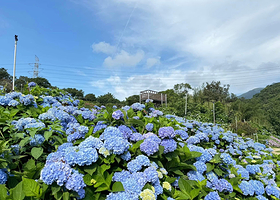 高家绣球花田万里第三园区