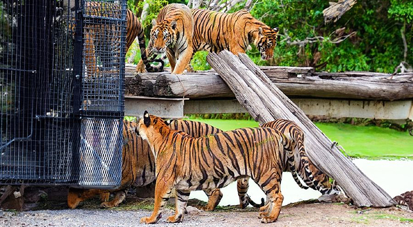 曼谷野生动物园