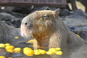 伊豆仙人掌动物园