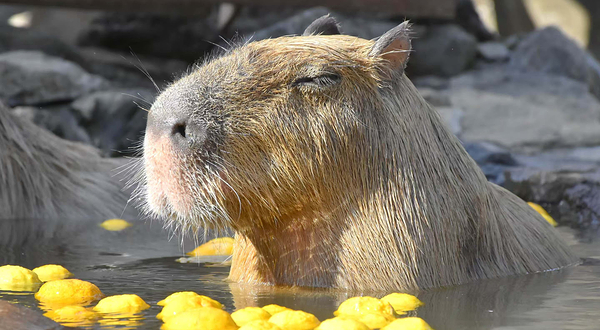 伊豆仙人掌动物园