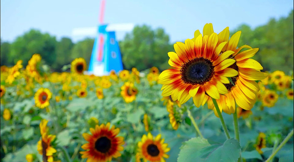 武汉农业集团郁金香主题公园