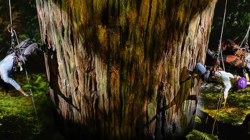 纽约百老汇《红木》