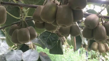 双胞胎樱桃采摘园