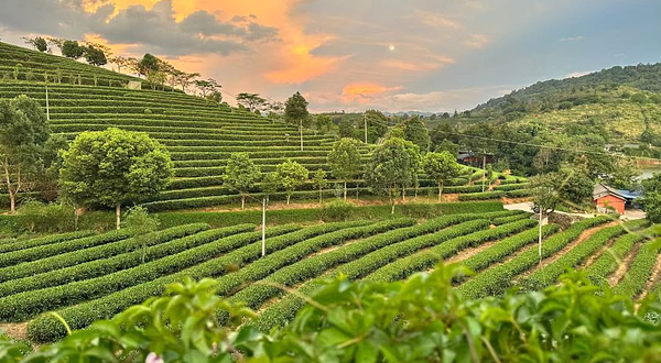 普洱银生茶庄园