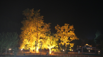 千年银杏谷文化旅游区