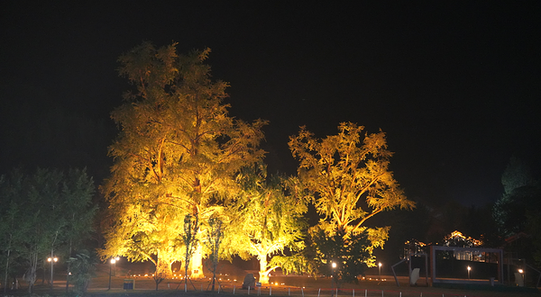 千年银杏谷文化旅游区