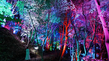 teamLab 幽谷隐田迹