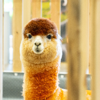 萌吉乐萌宠乐园(云南抚仙湖店)