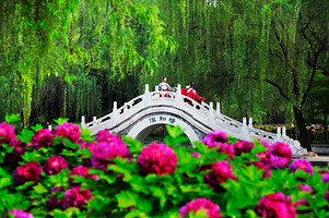 隋唐城遗址植物园