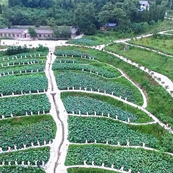 红盘花乡