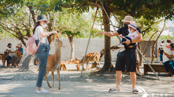 垦丁鹿境梅花鹿园