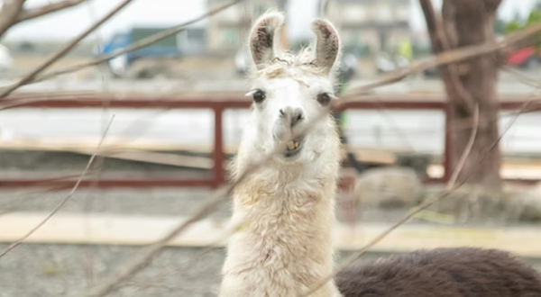兰阳动植物王国
