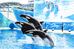 上海海昌海洋公园