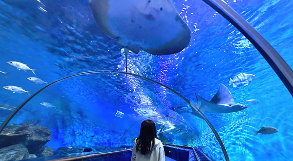 厦门鼓浪屿海底世界