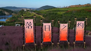 石河东沟粉黛花田