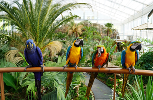 加平秋海棠鸟园