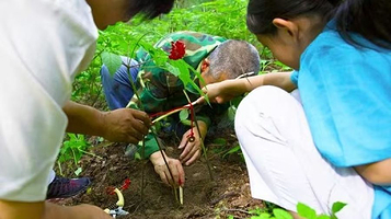 不咸山山庄林下参采挖基地
