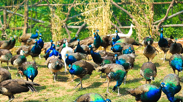 蓝莓谷动物庄园