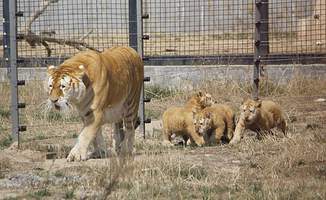 黄河三角洲动物园