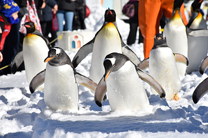 登别海洋公园尼克斯
