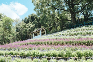 薰衣草森林(台中新社)