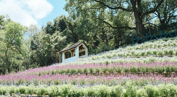 薰衣草森林(台中新社)