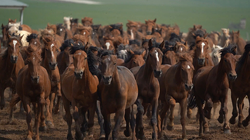 巴尔虎蒙古部落民俗旅游度假景区