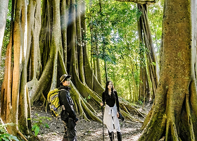 基诺山亚诺独树成林雨林徒步