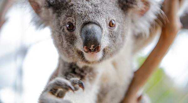 悉尼野生动物园