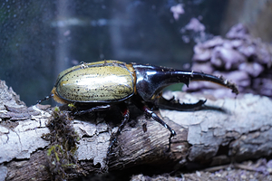 法米未来动物城