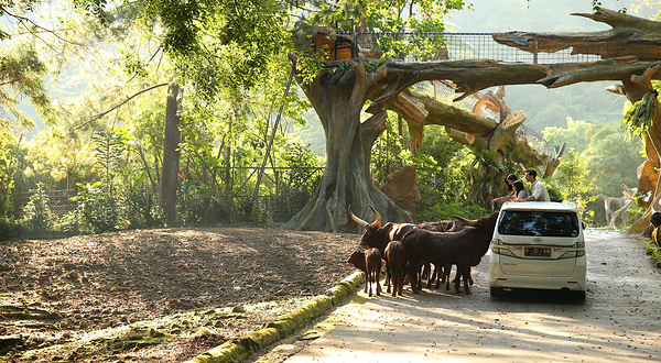 茂物野生动物园