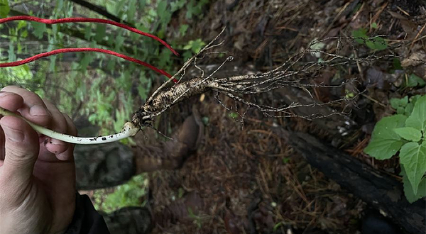 长白山雪崩山徒步基地