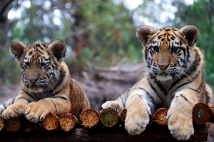 云南野生动物园